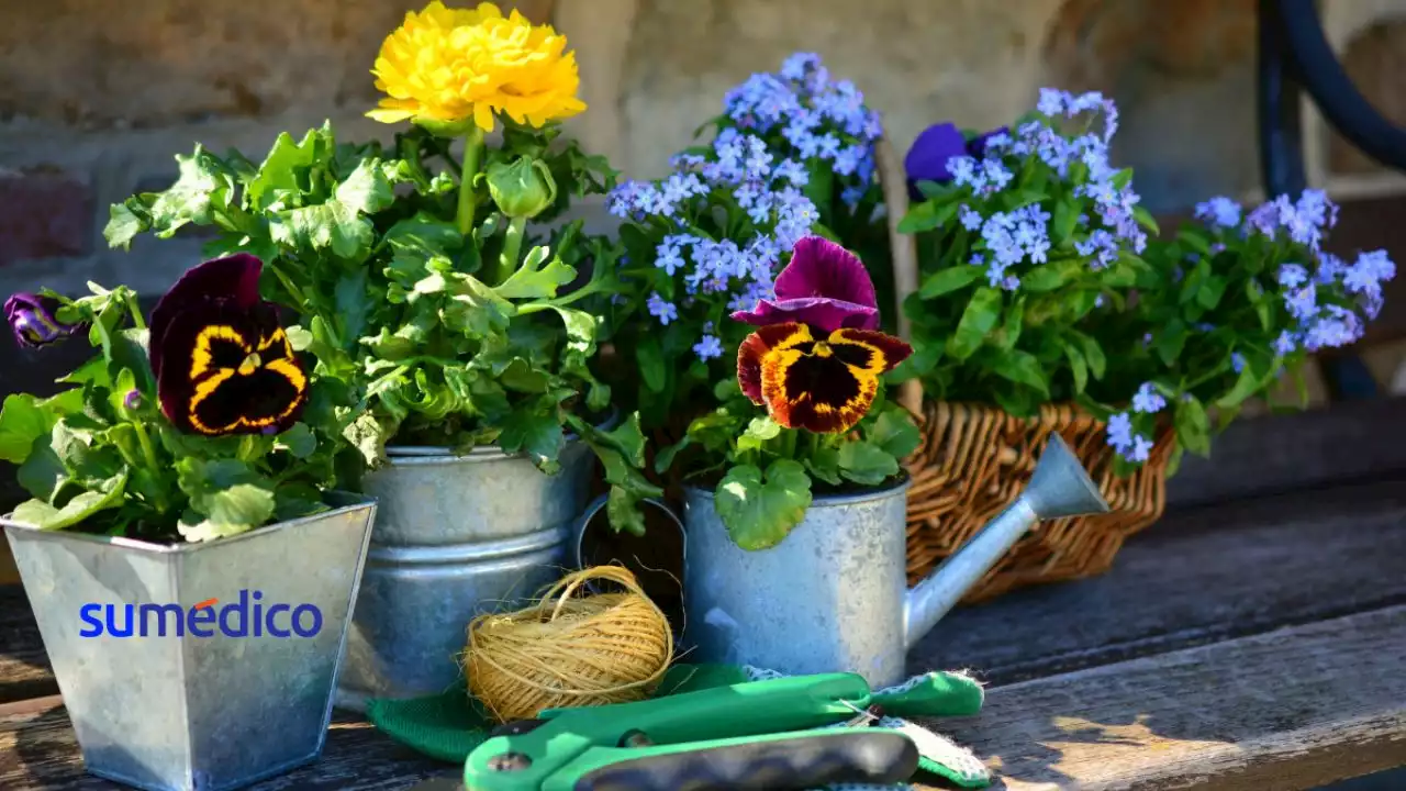 3 tips para cuidar tus plantas en época de calor