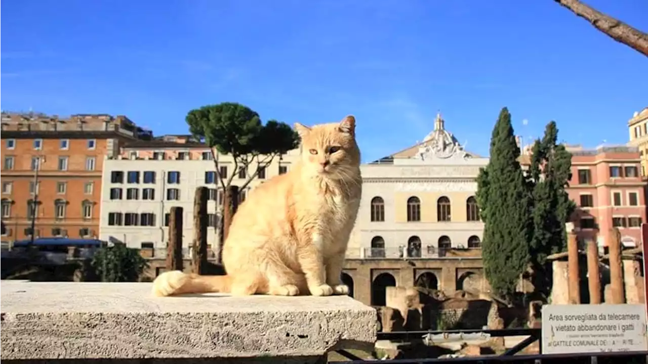 Diritti degli animali: 7 mesi dopo il bando il sindaco non ha ancora scelto “il garante”