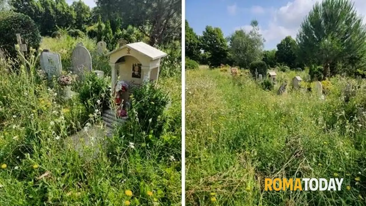 Tombe invase dalle erbacce: il cimitero di Prima Porta é sempre più una giungla