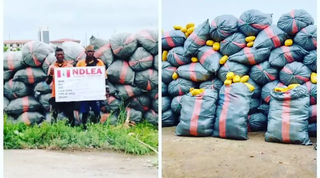 Nigeria's Narcotic Agency, NDLEA, Arrests Two Ghanaians With Imported Skunk Consignments In Lagos | Sahara Reporters