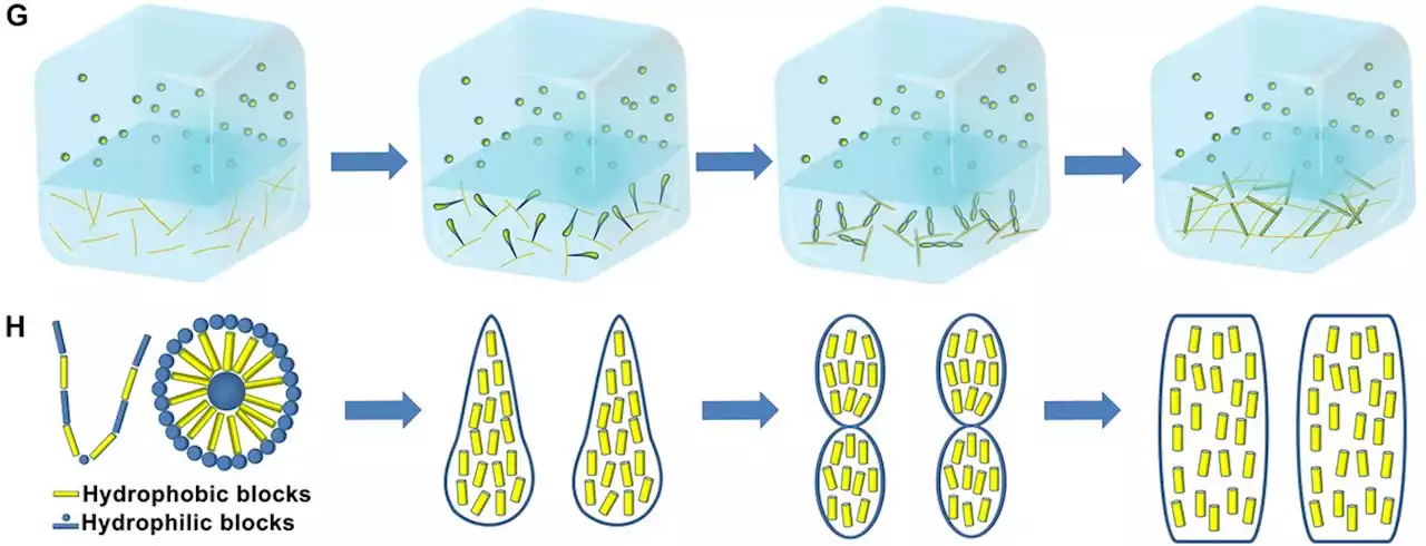 Cooperative assembly of a designer peptide and silk fibroin into hybrid nanofiber gels for neural regeneration after spinal cord injury