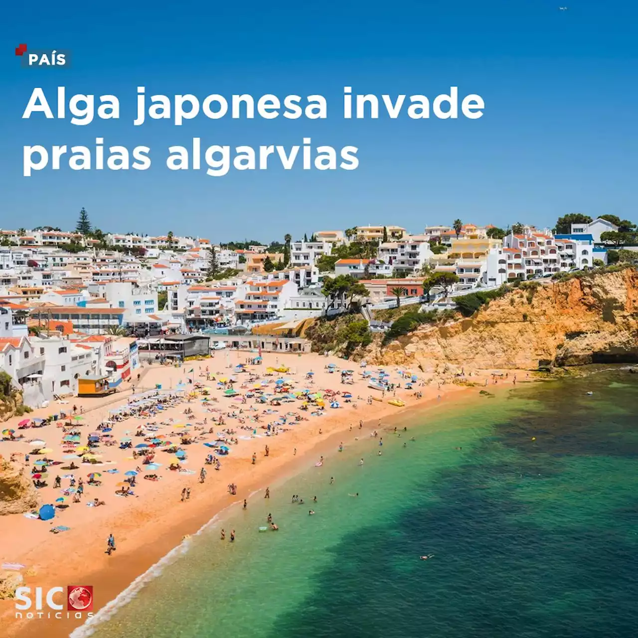 Alga japonesa invade praias algarvias