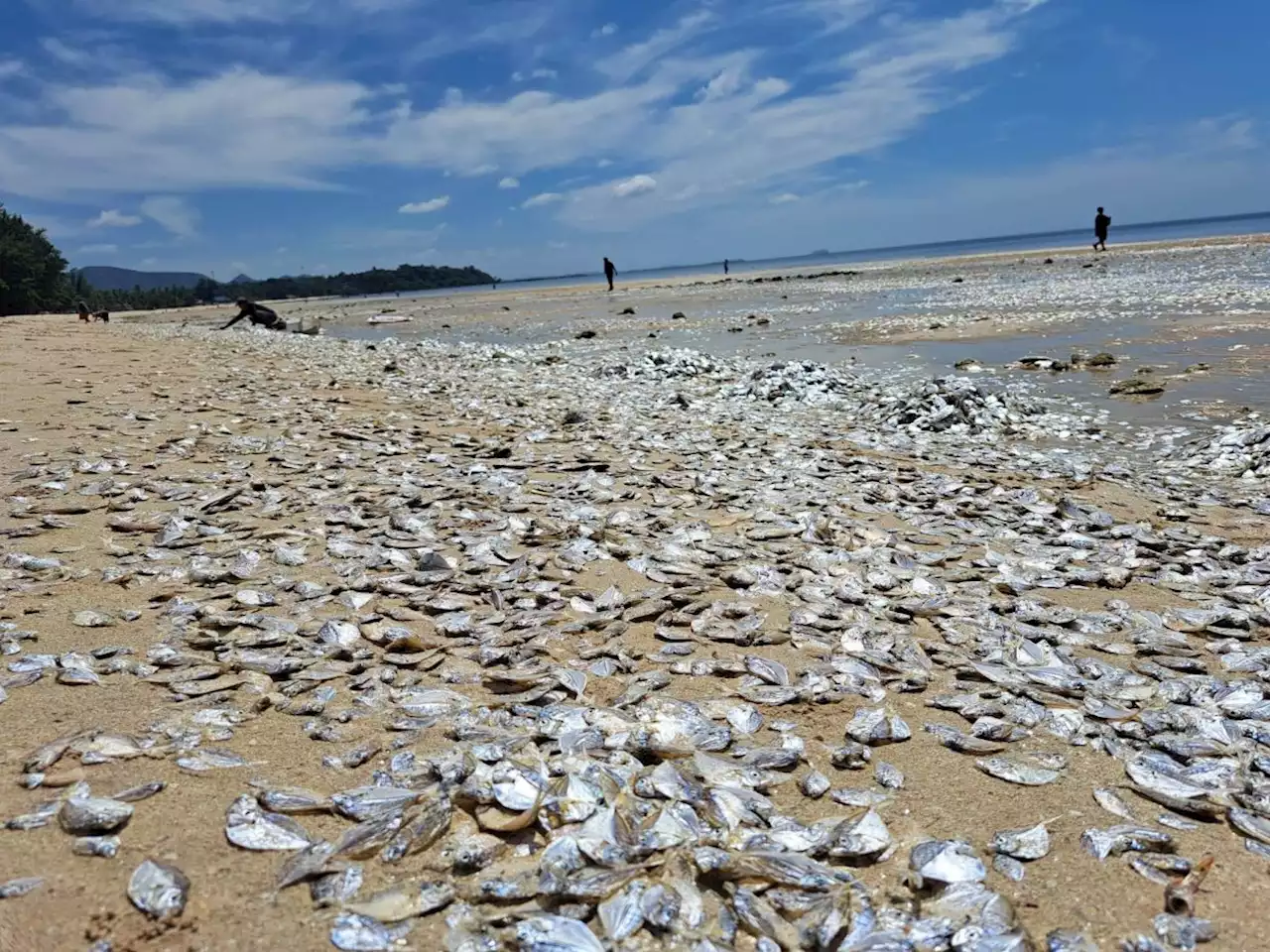 Climate change may have stimulated plankton bloom behind Thai mass fish die-off, says: expert