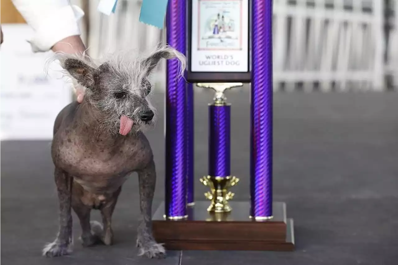 With reversed hind legs and a loose tongue, a new ugly dog champion is crowned