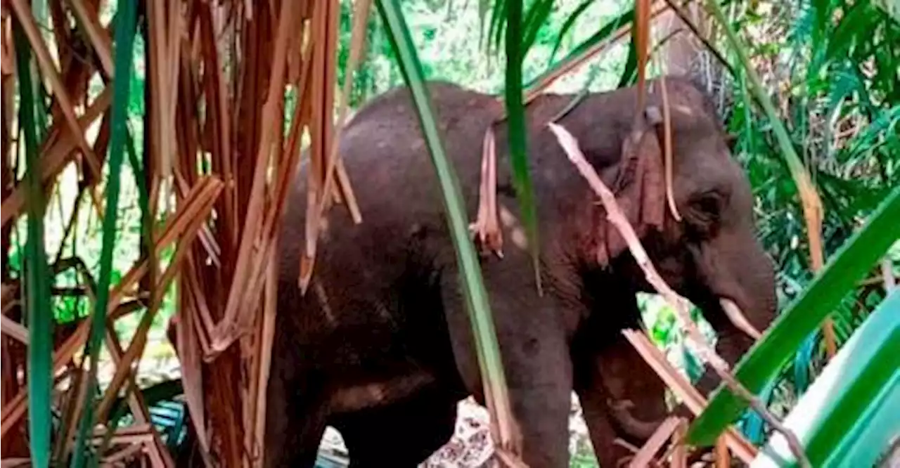 Farmers in Mersing in distress over elephant menace