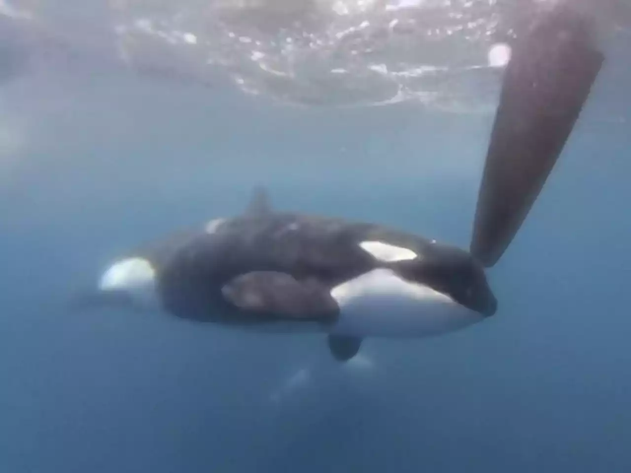 Orcas disrupt boat race near Spain in latest display of dangerous, puzzling behaviour