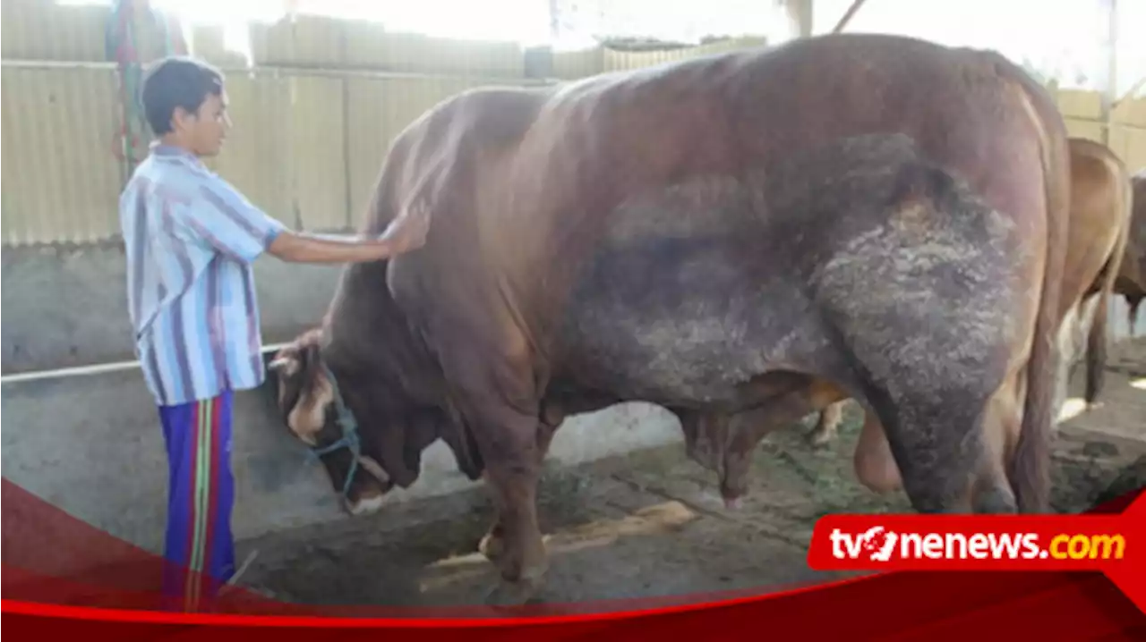 Presiden Joko Widodo Beli Sapi Kurban Seberat 1 Ton Lebih Milik Petani Lumajang, Ini Penampakannya