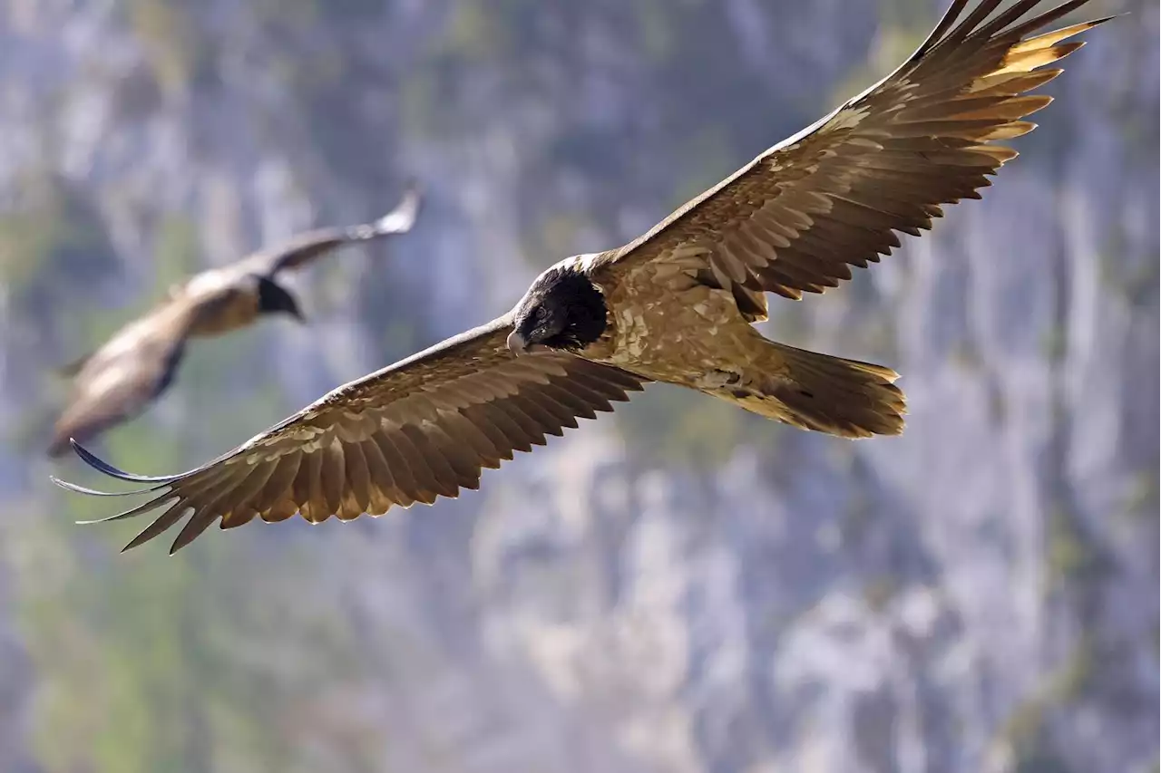 BR24live 11 Uhr: Bartgeier und Waldrapp zurück in Oberbayern