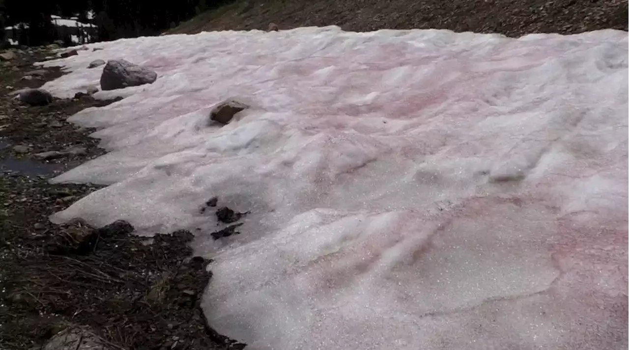 “Neve melancia”: as montanhas desta região ficaram rosas e avermelhadas por um fenômeno