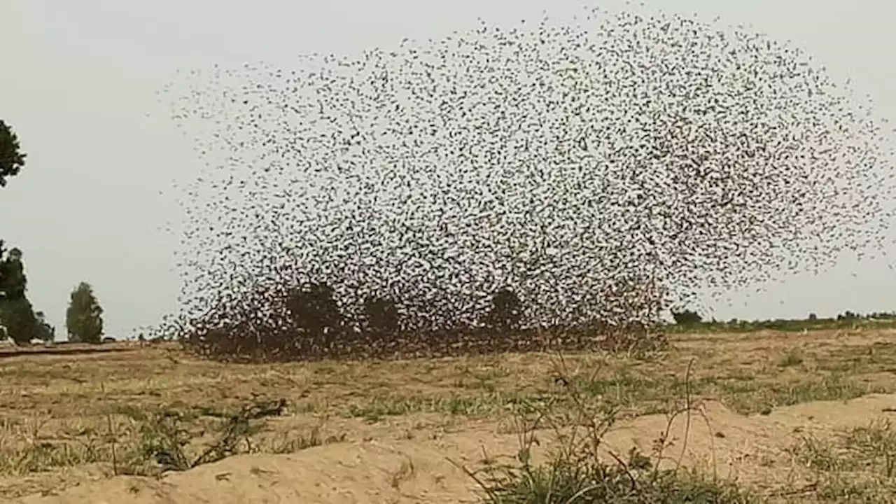 Birds destroy 75, 000 hectares of farms in Kebbi