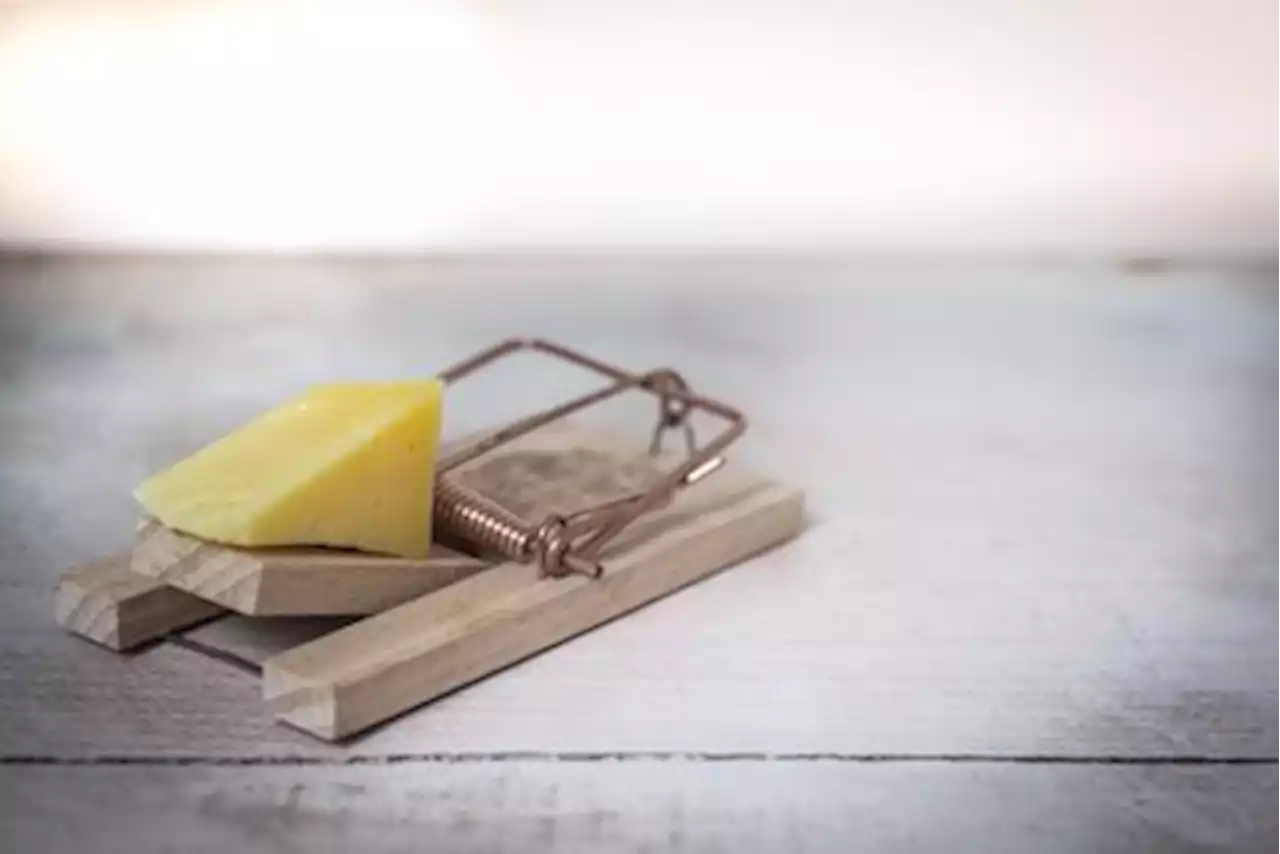 WATCH: Brilliant hack for crafting mousetraps from plastic and cardboard | East Coast Radio