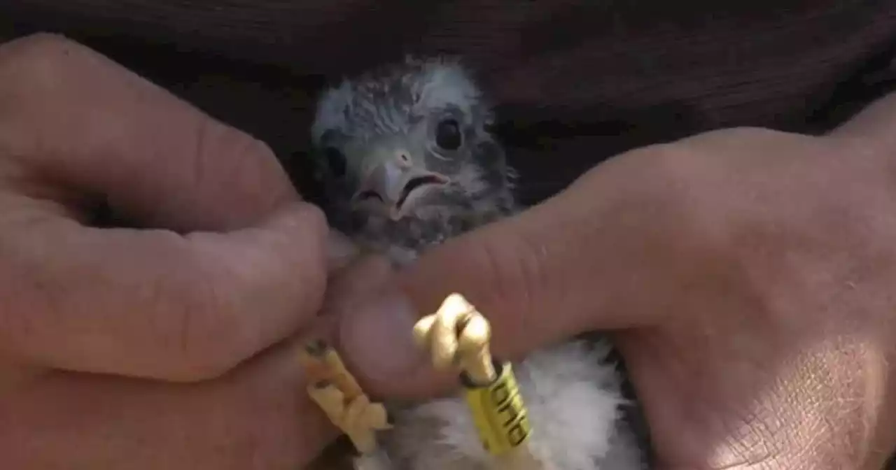 How you can help the shrinking population of Kestrel Falcons in Utah