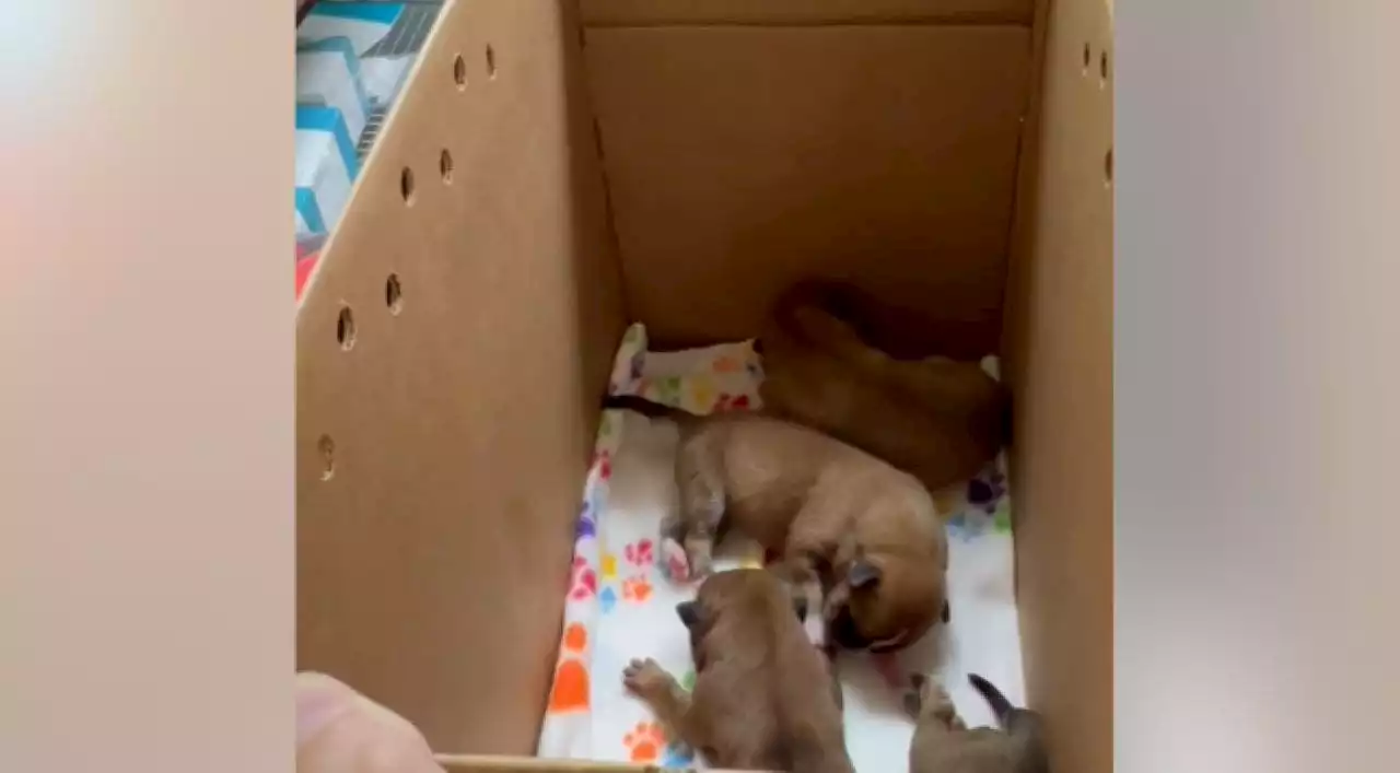 Austin puppies left to die in garbage bag during triple-digit Texas heat wave