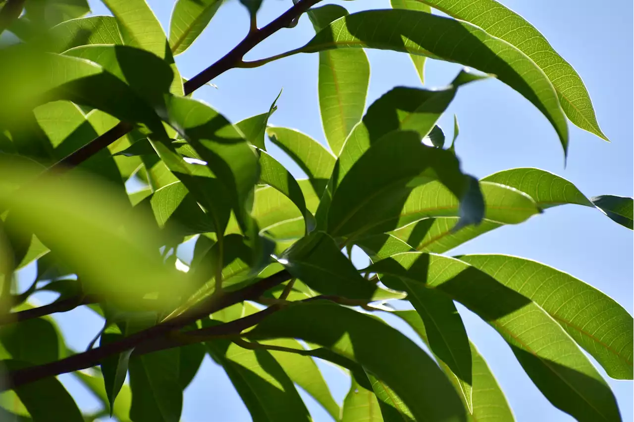 The next ‘it’ skincare ingredient could be antioxidant-rich mango leaves