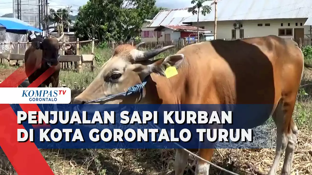 Pedagang Keluhkan Penjualan Sapi Kurban di Kota Gorontalo Turun