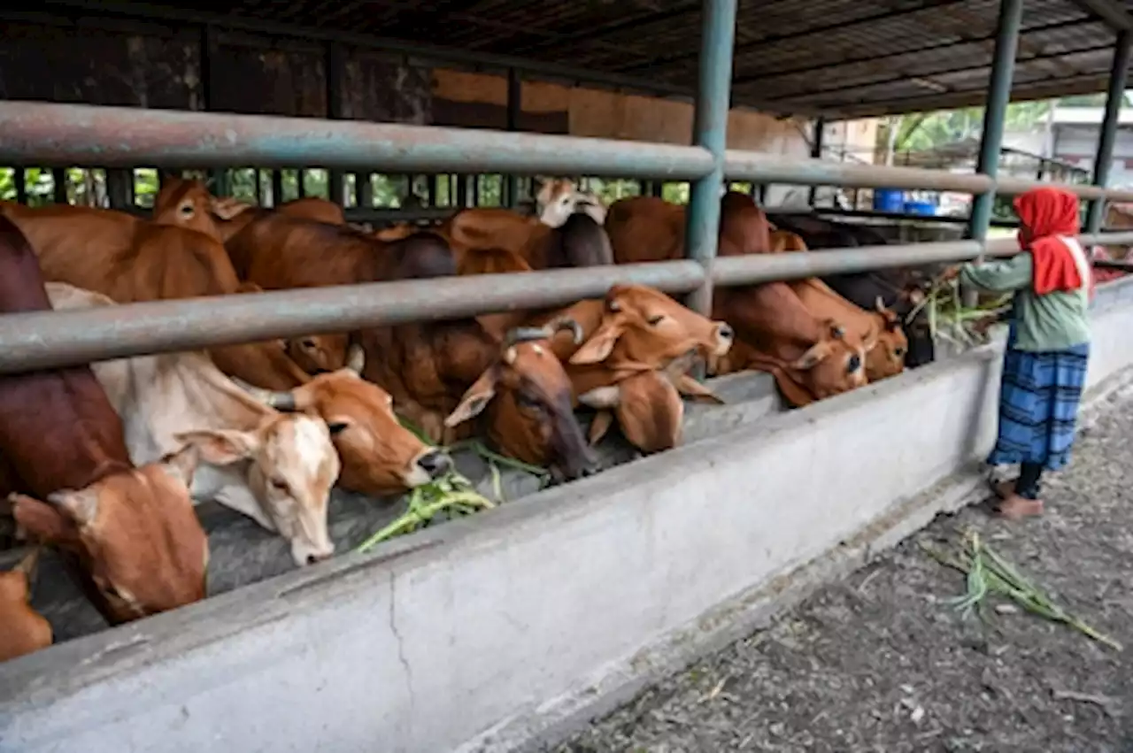 Veterinary Services Dept: Livestock supply for Aidiladha sufficient