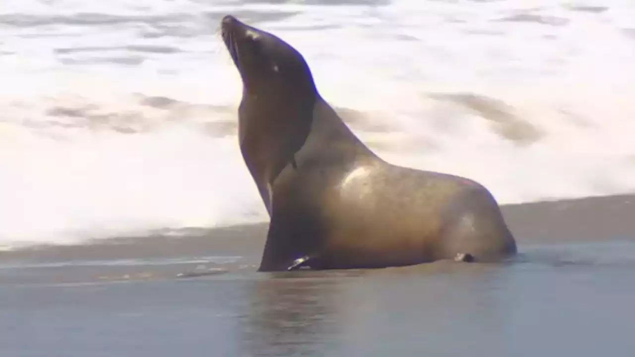 ‘Crisis period': Dead or dying marine mammals increasingly washing up on SoCal beaches