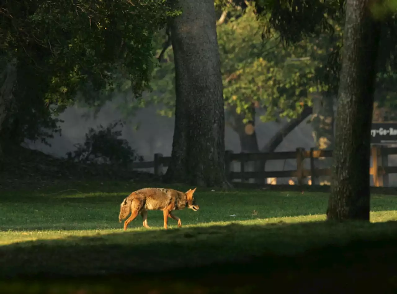 A nine-year-old suffers multiple injuries after being mauled by a coyote in Winnipeg