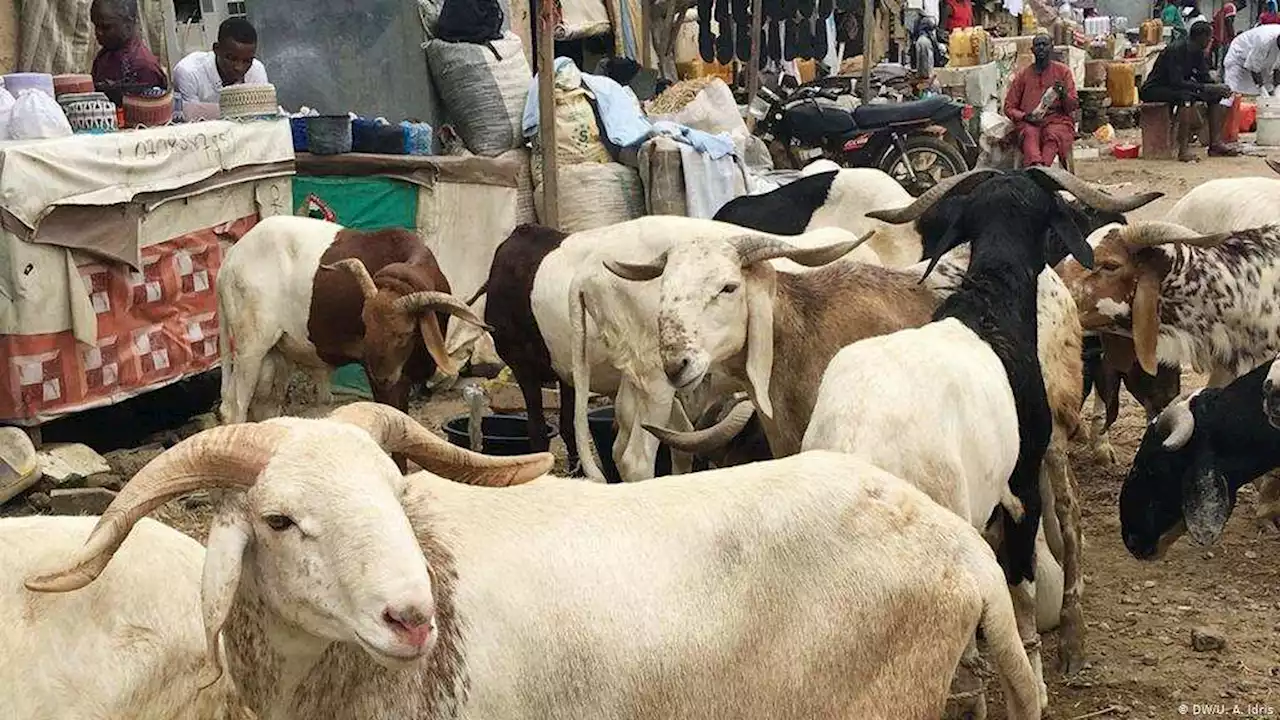 Eid-el-Kabir: Four places you can buy cheap rams in Kaduna