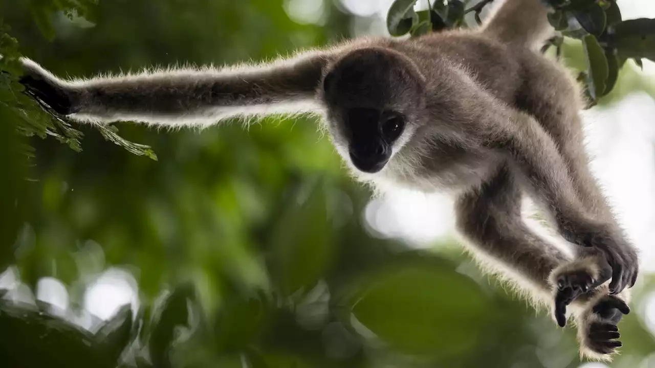 A scientist's 4-decade quest to save the biggest monkey in the Americas