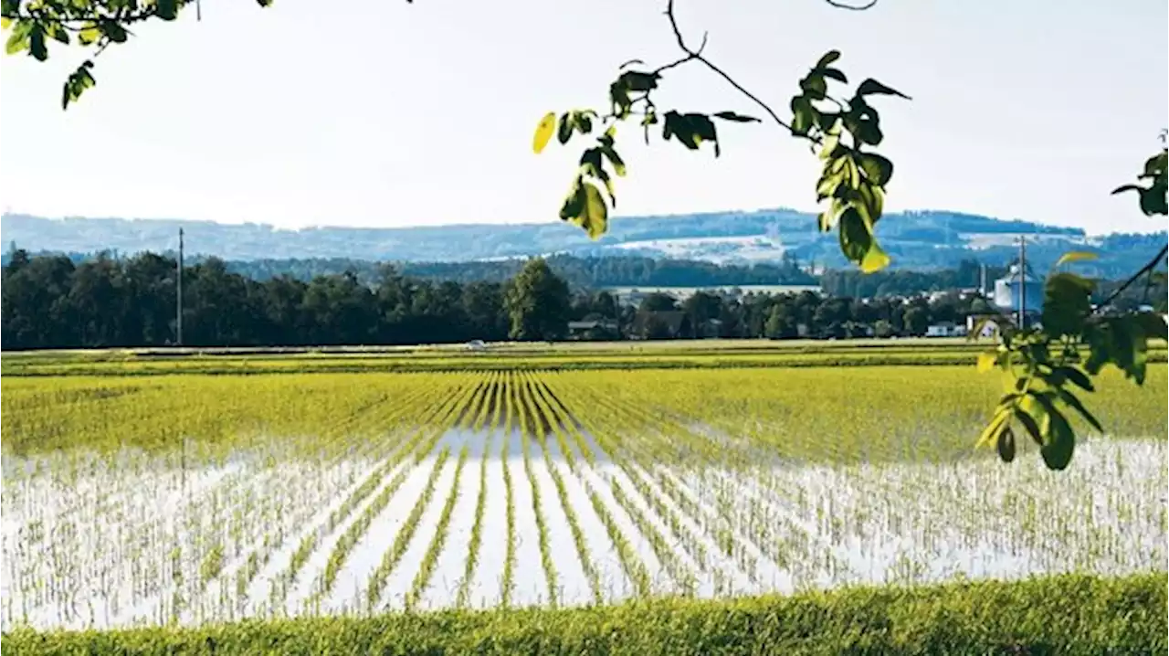 «Nassreis tut trotz Wasserverbrauch viel für die Natur» - bauernzeitung.ch