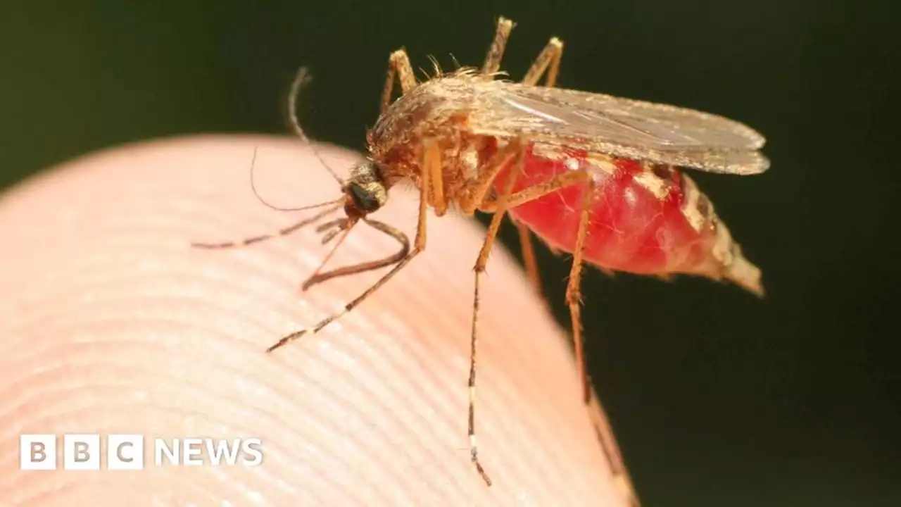 US health alert over malaria cases in Florida and Texas