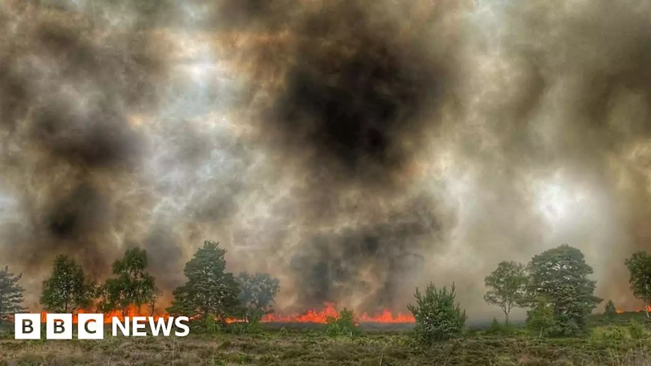 Army explosives training caused forest fire at Hampshire camp, says MoD