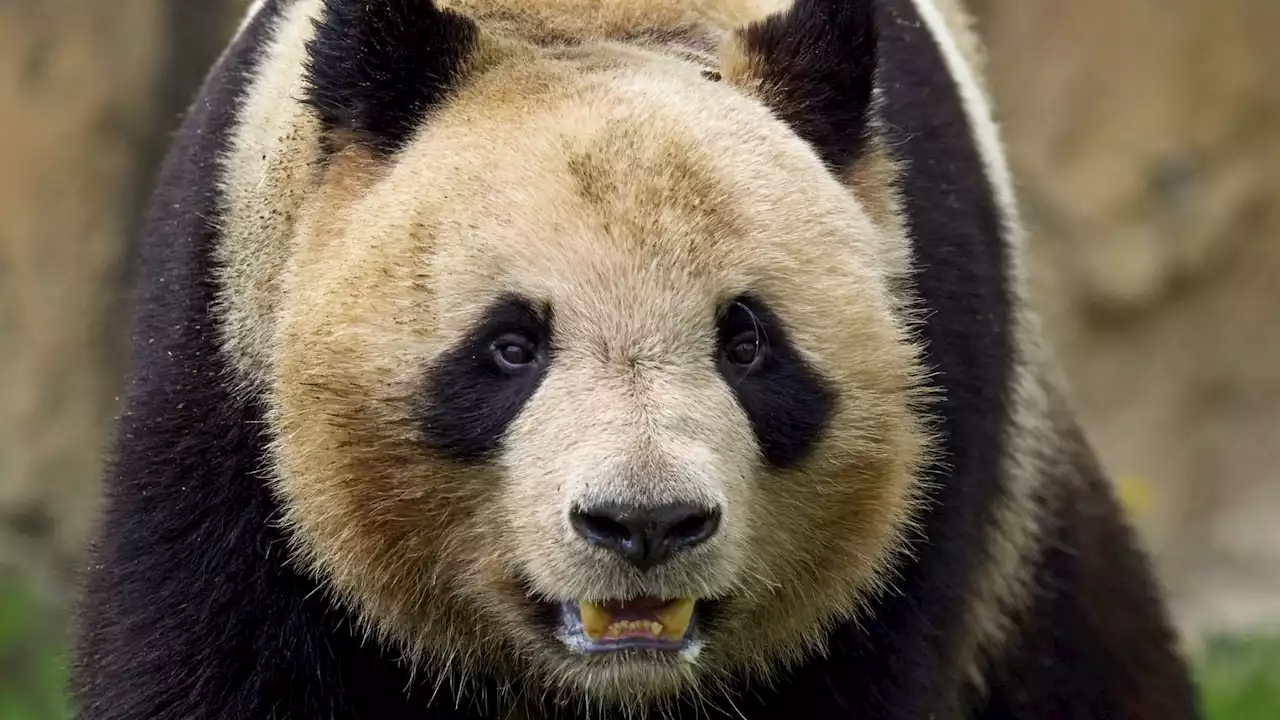 Le premier panda né en France finalement transféré en Chine le 25 juillet