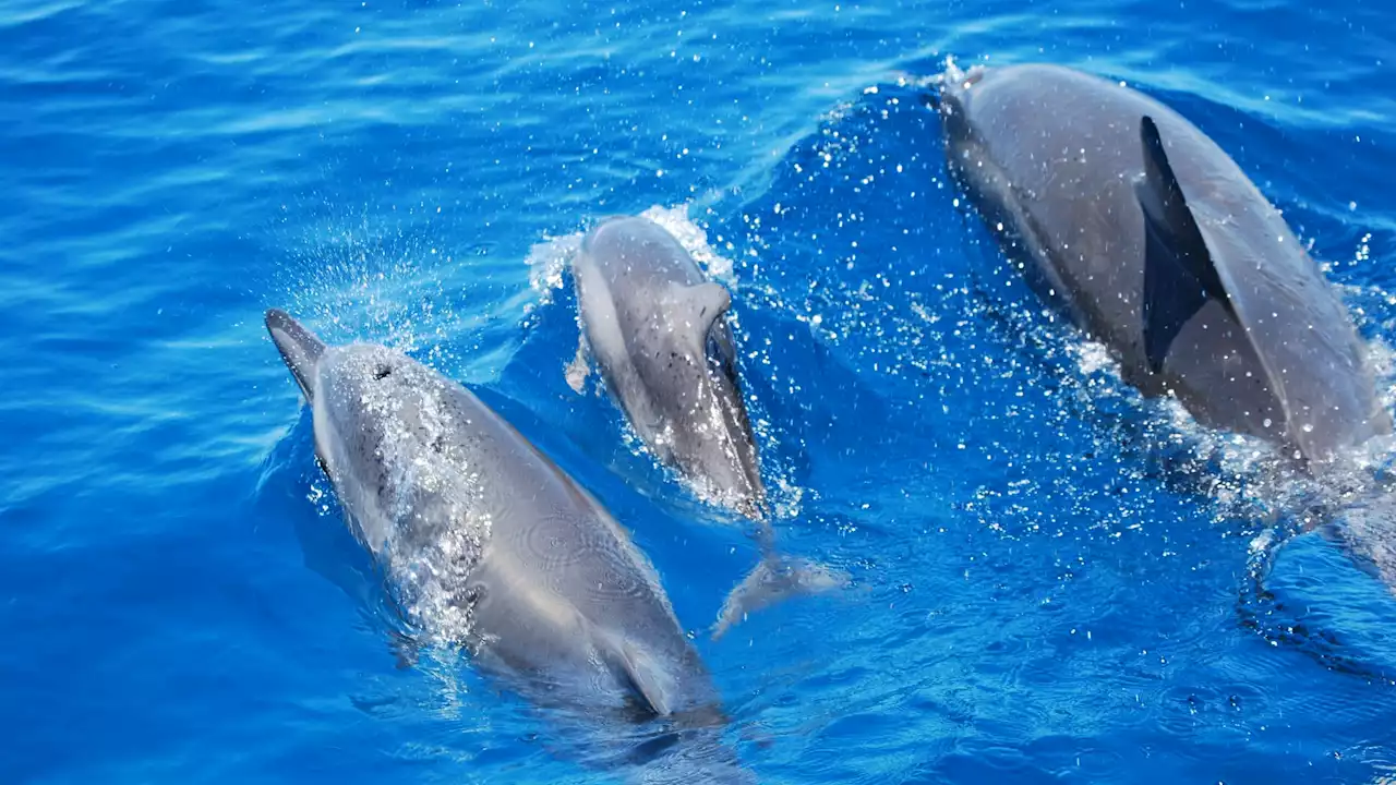 Les dauphins utilisent aussi un 'langage de bébé' pour parler à leurs enfants