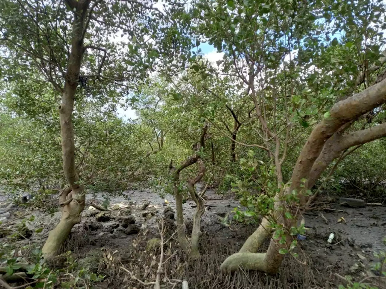 Mandaue City eyes conversion of mangrove swamps into eco-tourism sites