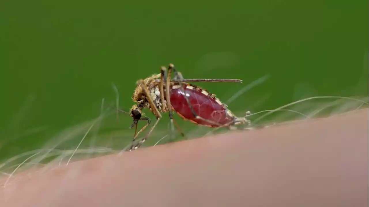 Mücken plagen Menschen in Brandenburg