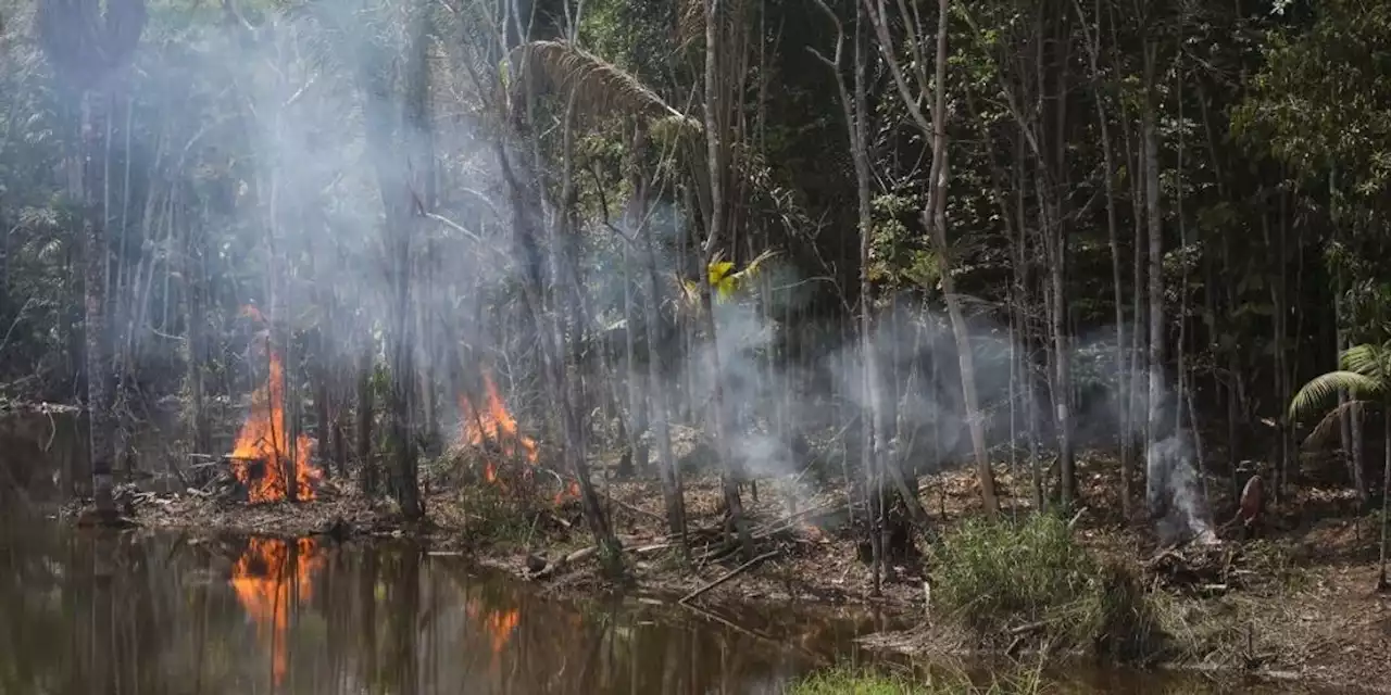 Tropical Forest Loss Generated 2.7 Gigatonnes of Carbon Pollution in 2022