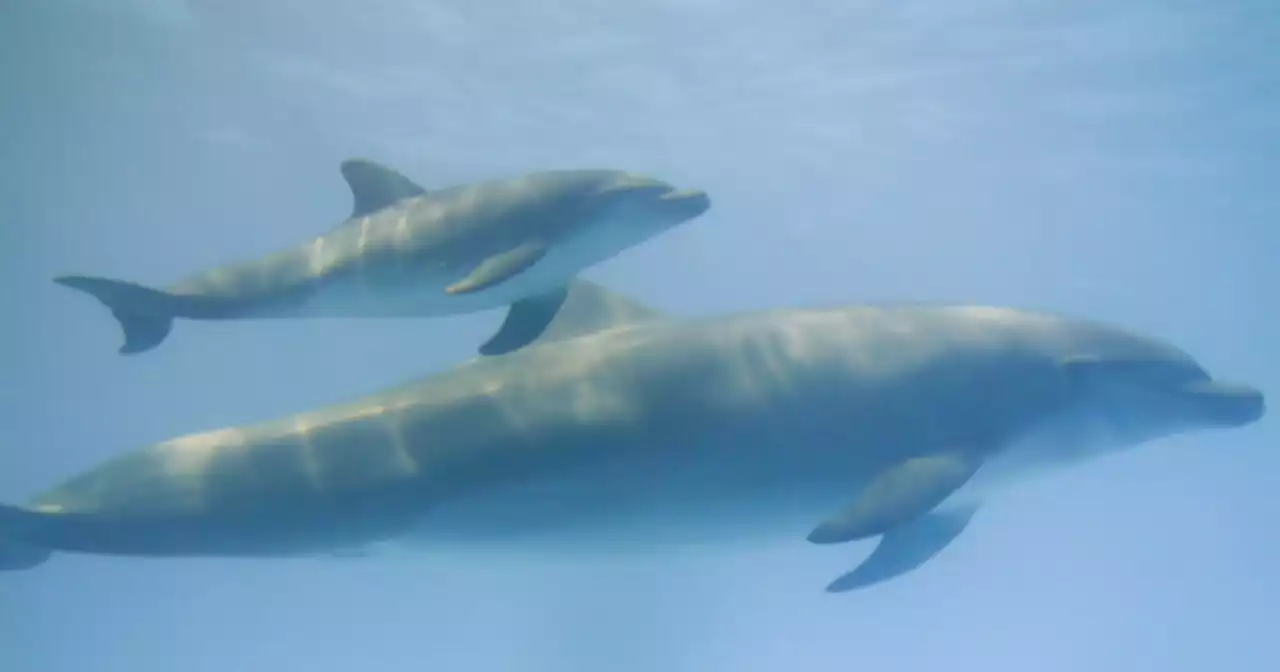 Dolphin mothers use 'baby talk' with offspring, study finds