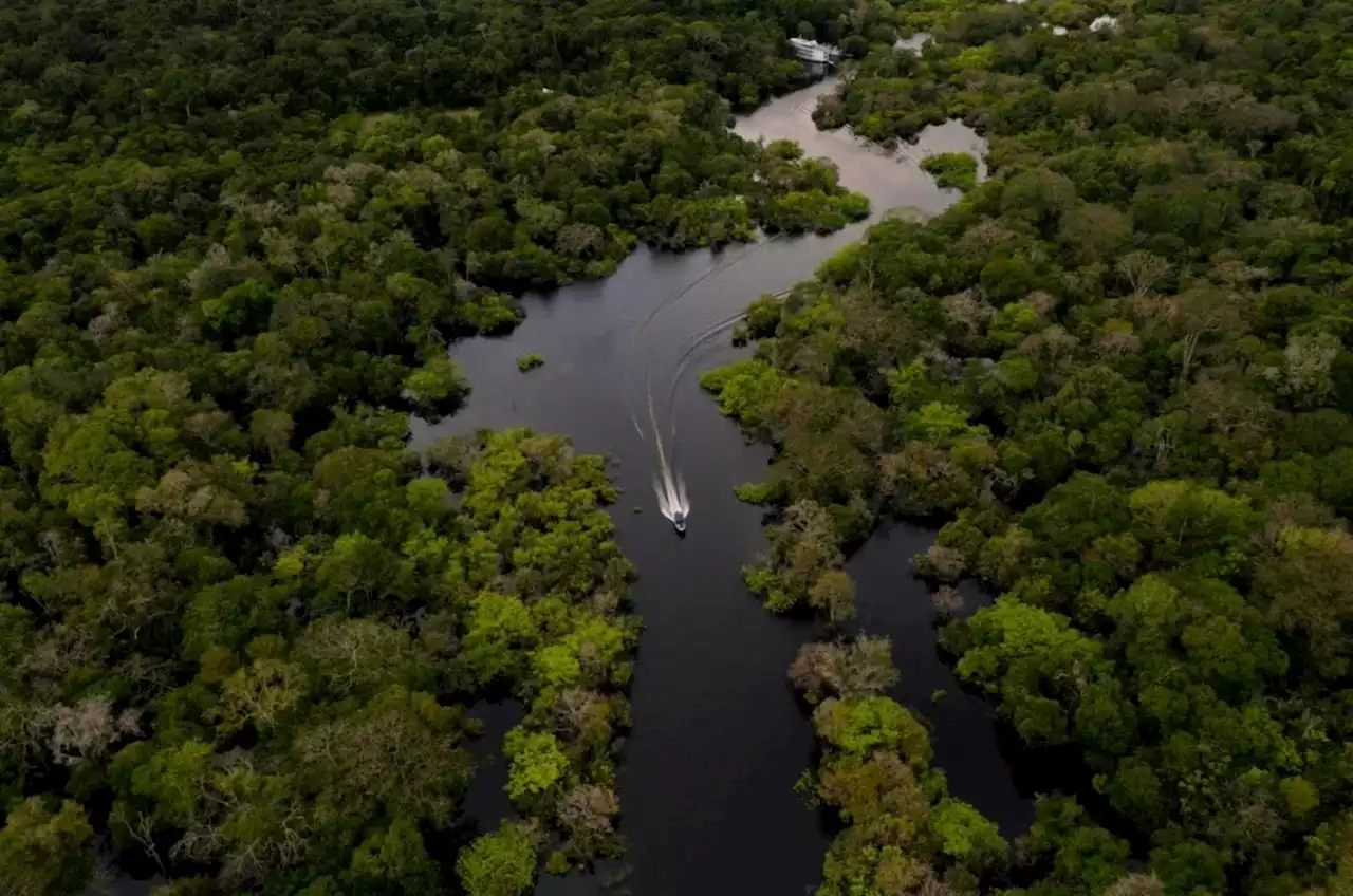 La Tierra pierde cada 5 segundos área de selva igual a cancha de fútbol