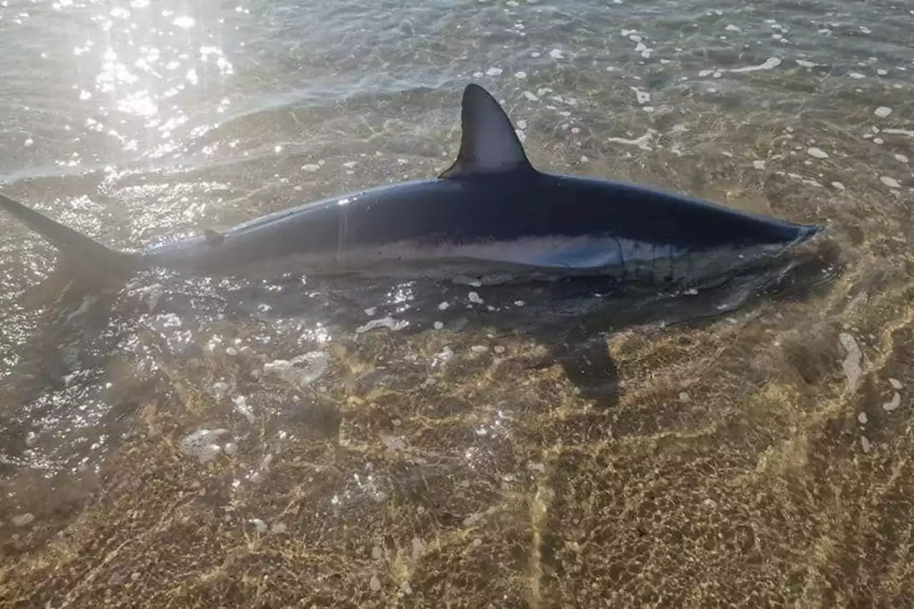 Marseillan : un requin mako de deux mètres meurt sur la plage