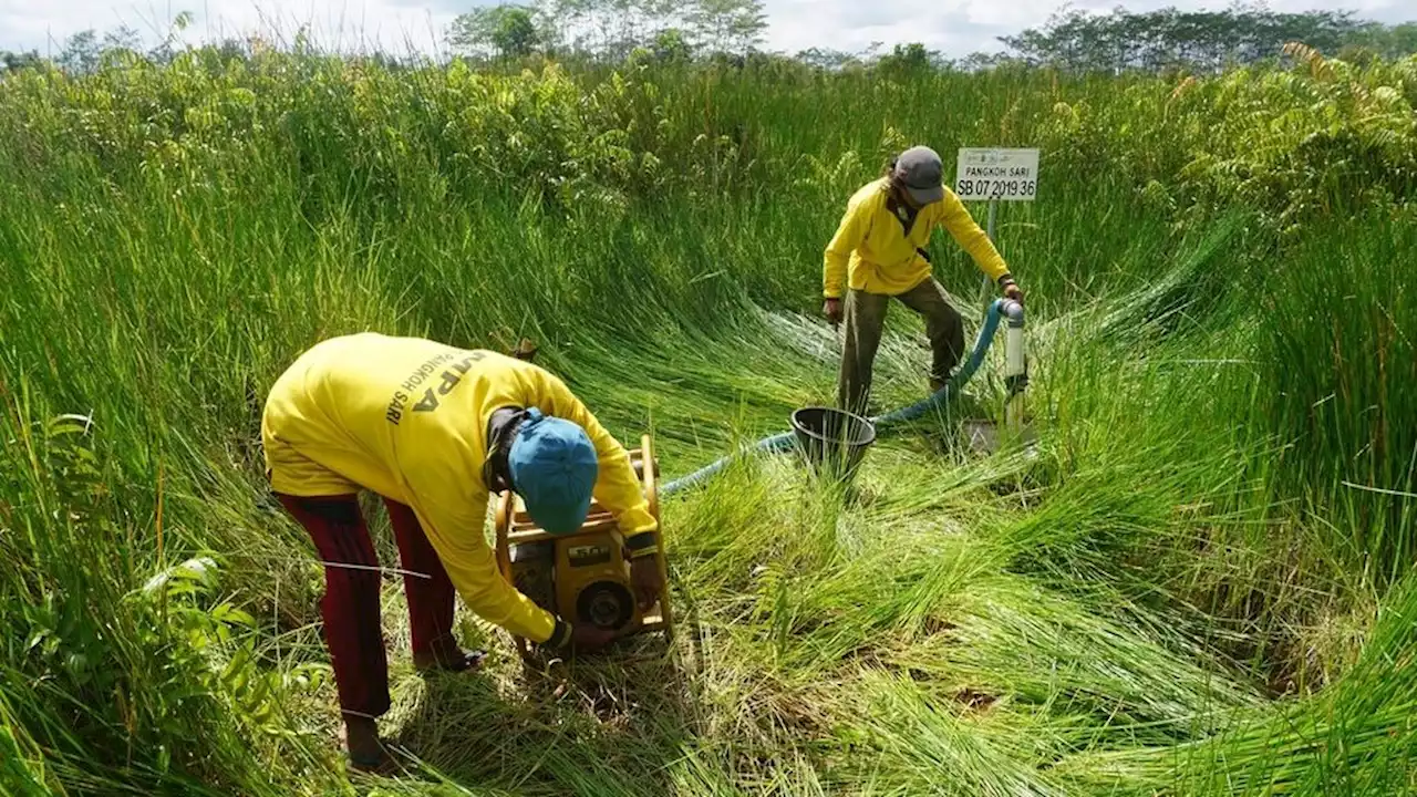 Jaga Keberlanjutan Ekosistem Gambut dan Mangrove