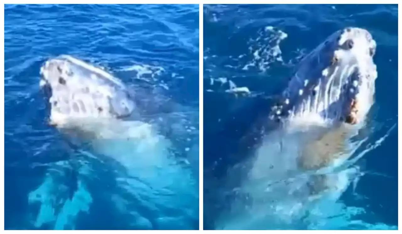 Vídeo: Baleia surpreende pescadores em Arraial do Cabo, na Região dos Lagos