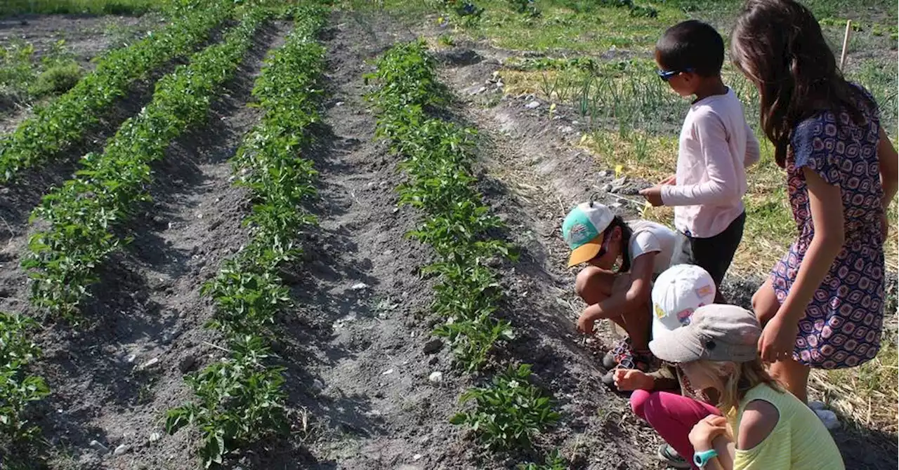 Jausiers : légumes frais, partage et échange de savoirs faire grâce aux jardins partagés