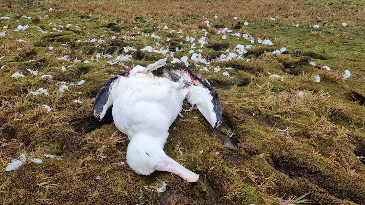 Adult albatrosses found gnawed to death by mice on 3rd remote island