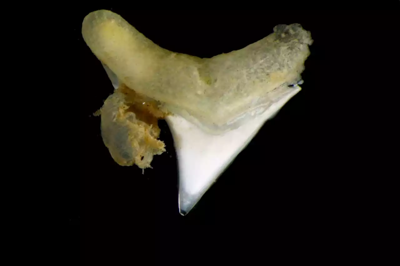 Zombie worms devour shark teeth that fall to the ocean floor