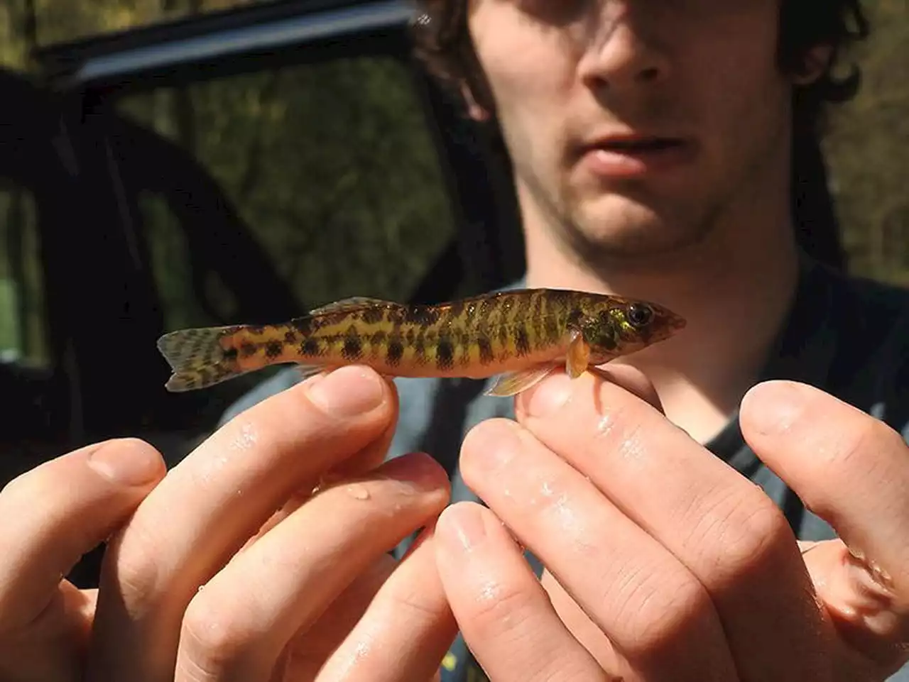 Penn State research team discovers unique subspecies of fish in Susquehanna River