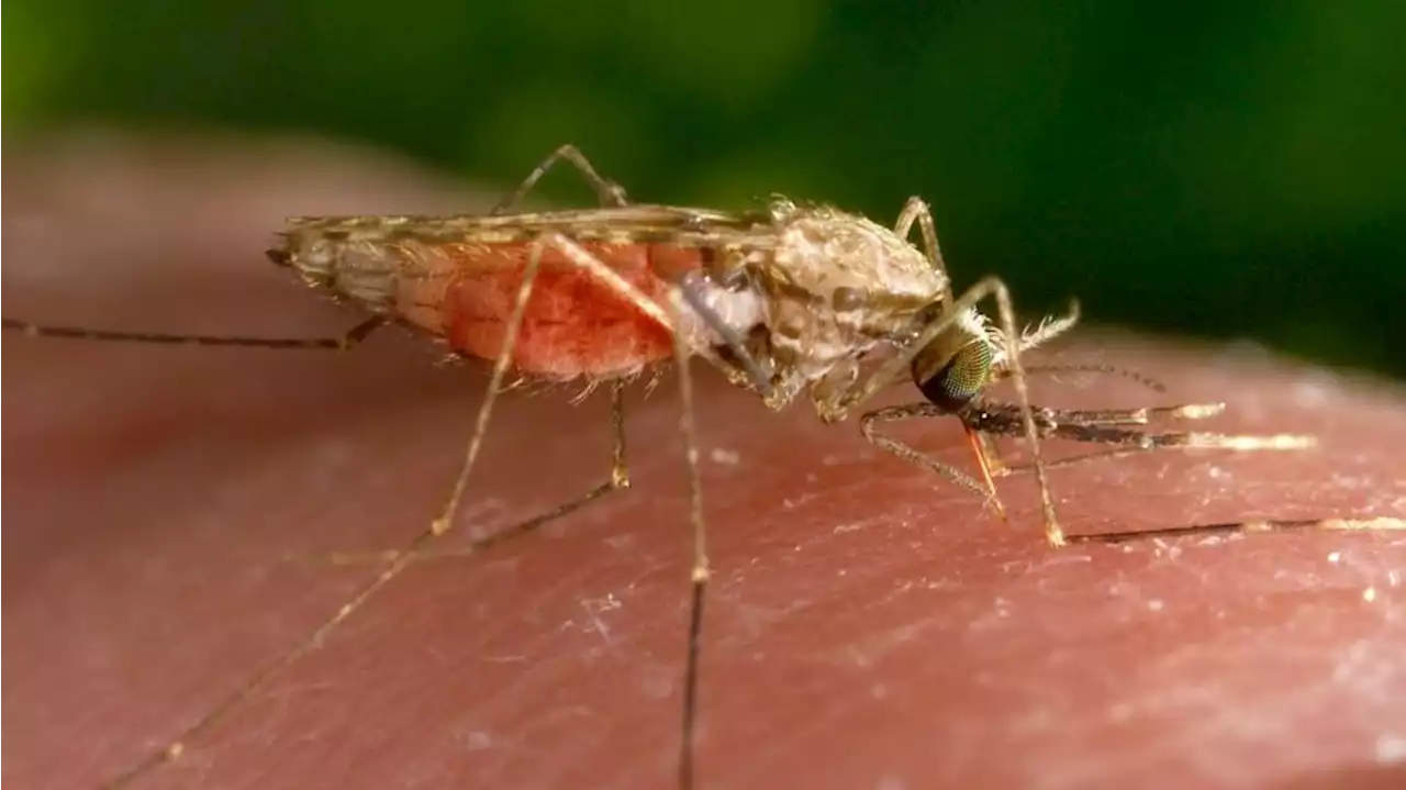 Malaria cases in Texas, Florida are the first U.S. spread since 2003