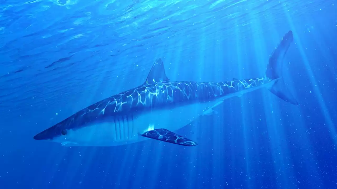 Un requin mako de deux mètres meurt échoué sur une plage du sud de la France