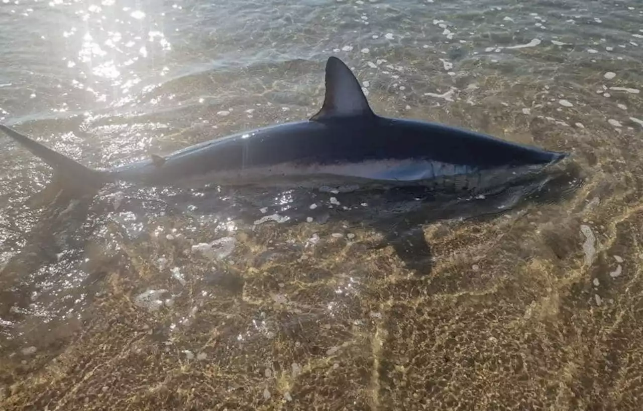 Un requin mako vivant de deux mètres retrouvé près d’une plage de l’Hérault