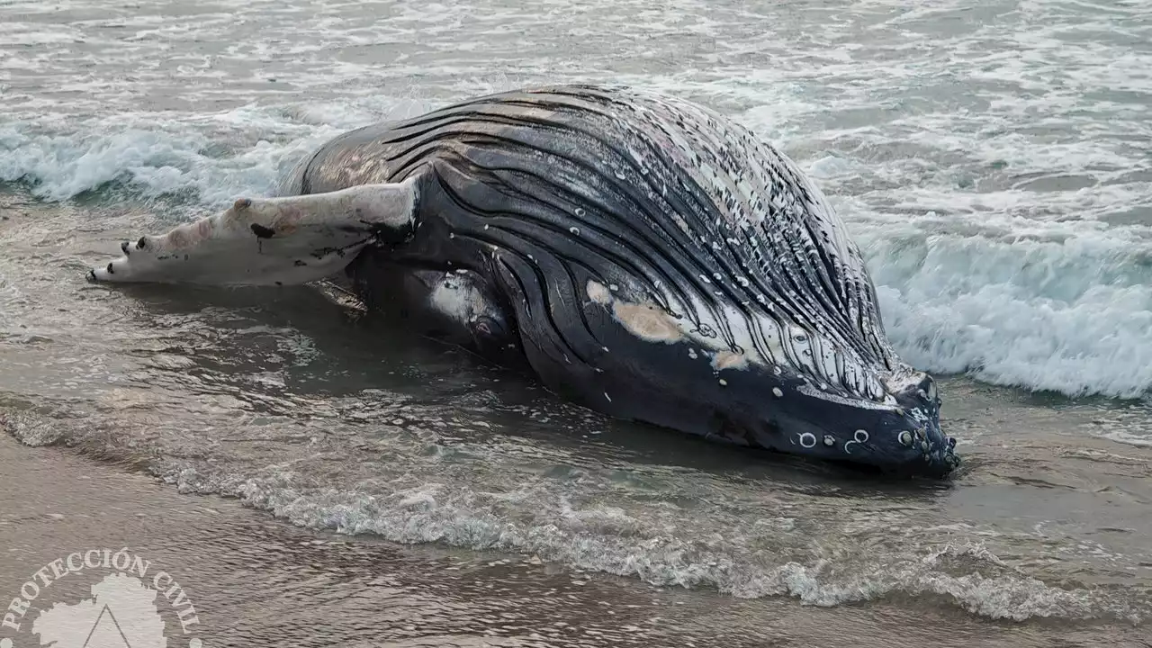 Aparece una ballena de más de 8 metros varada en la playa de Marmadeiro, en Ferrol