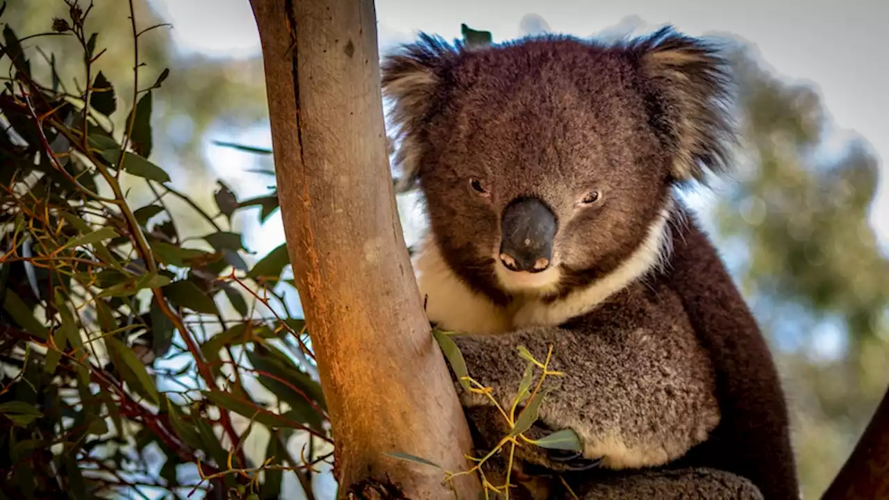 Logging fears for NSW koalas as government urged to fast-track $80m reserve