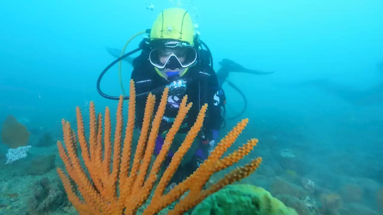 Stone artefacts discovered 14m underwater at Australia's deepest known ancient Aboriginal site