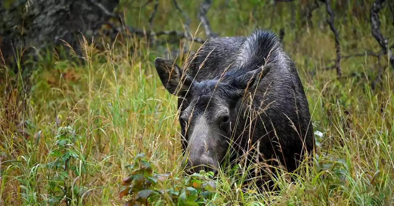 State halts proposed moose hunt in Anchorage’s Kincaid Park