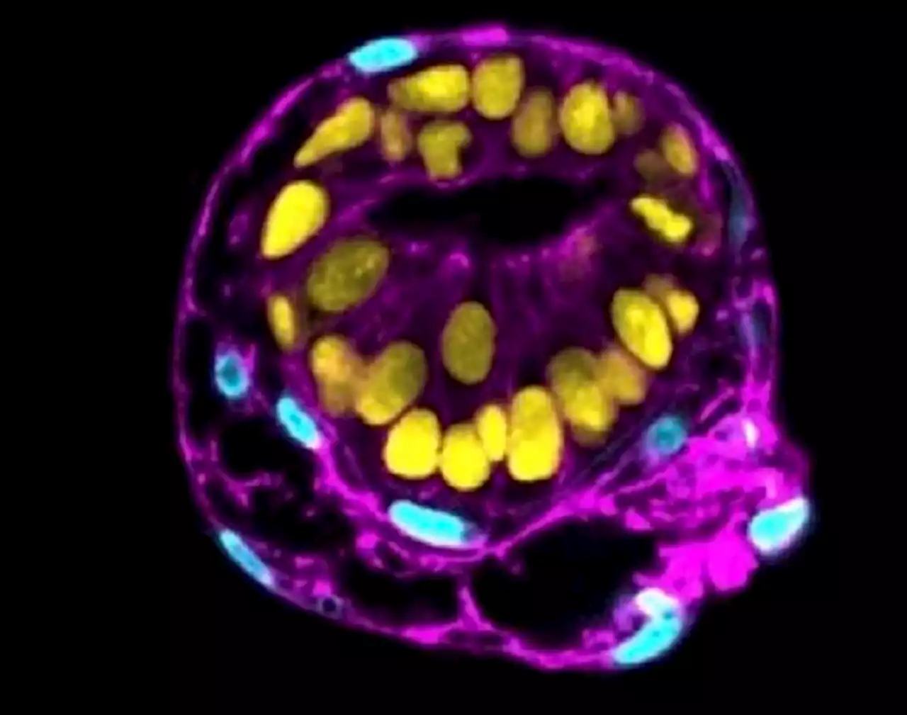 Simulato in laboratorio lo sviluppo dell'embrione nell'utero - Scienza & Tecnica