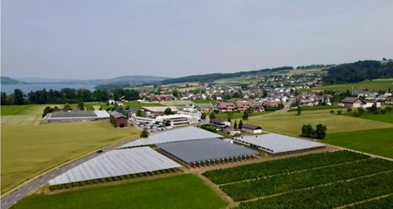 Agri-Photovoltaik: Bei Schmids wachsen Himbeeren unter Solarpanels und Beobachtung - bauernzeitung.ch